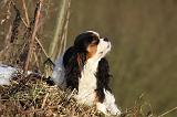 CAVALIER KING CHARLES 420